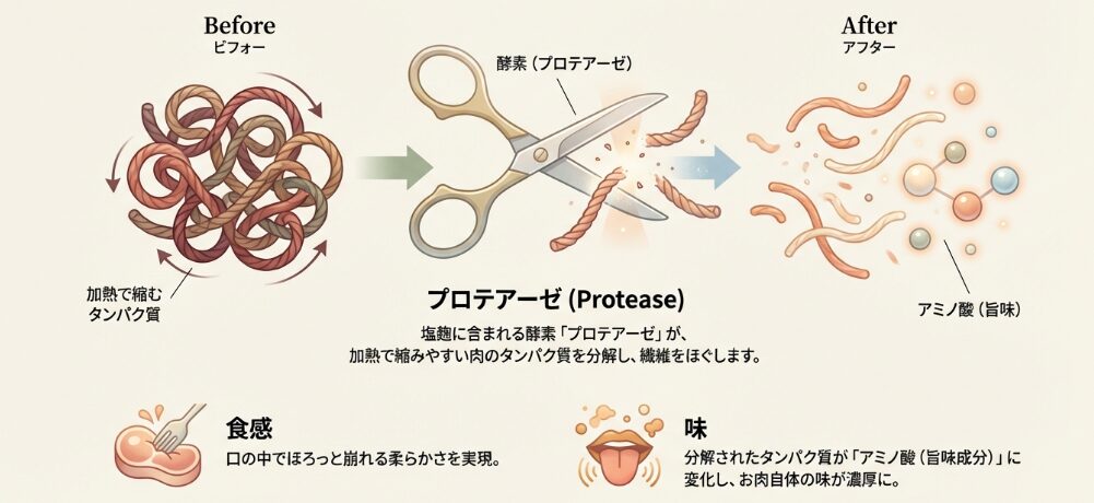 豚こまと塩麹で肉が柔らかくなる理由