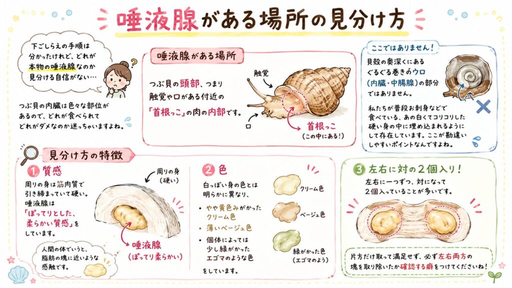 唾液腺がある場所の見分け方