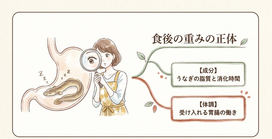 うなぎに含まれる脂質の特徴と消化にかかる時間