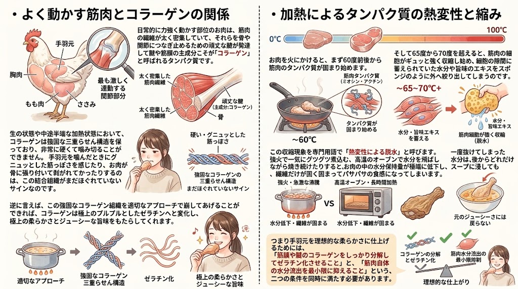 手羽元が硬くなる原因と肉質の仕組み